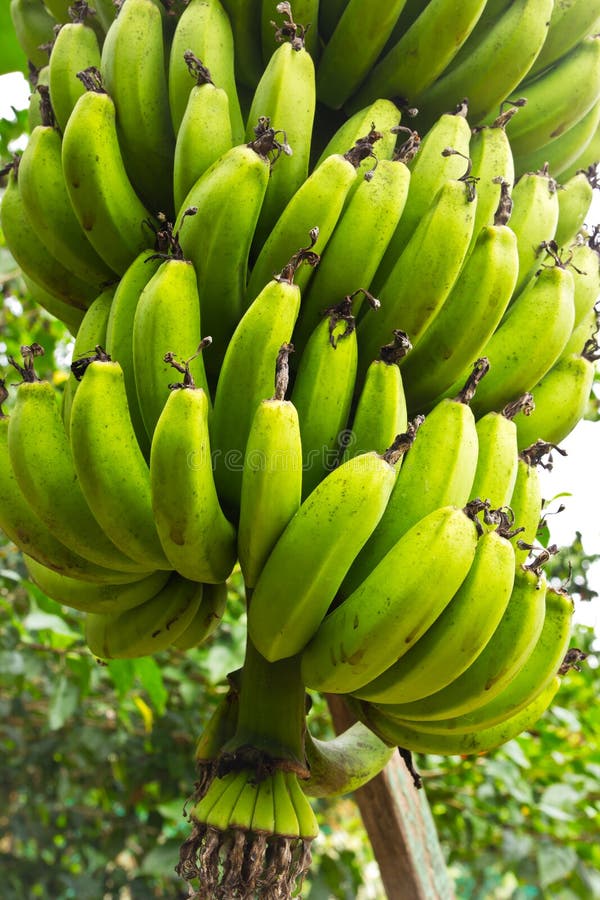 Green banana tree stock photo. Image of farm, botanical 31327724