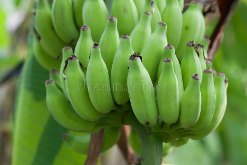 Green bananas