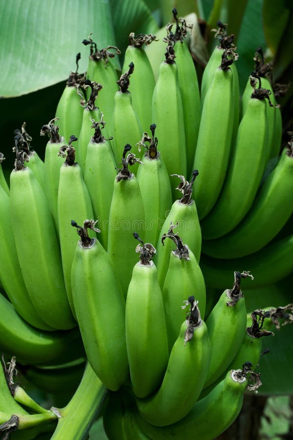 Green bananas