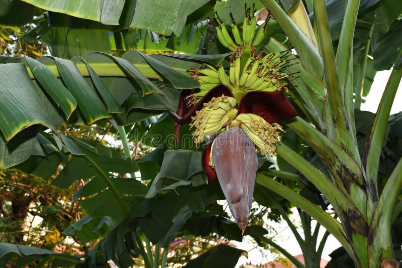 Green Bananas and Banana Blossoms, Beautiful on the Tree in the Garden