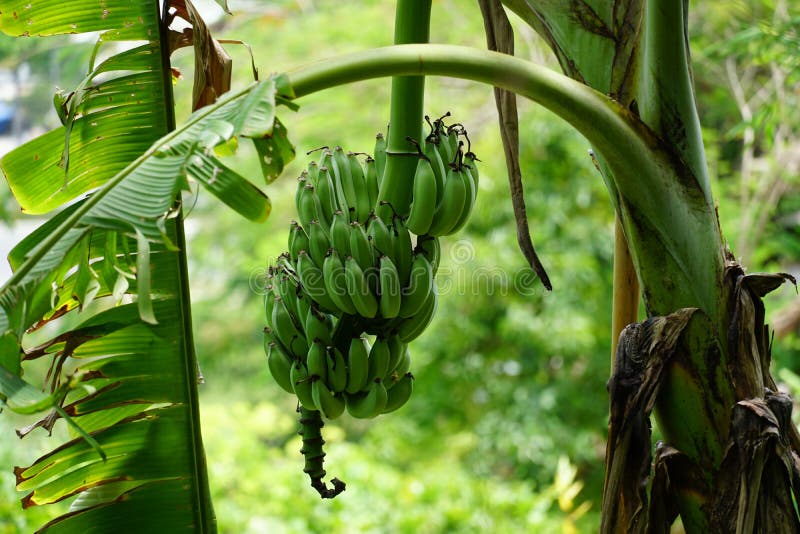Cluster of Green Bananas Growing on a Tree Stock Photo Image of