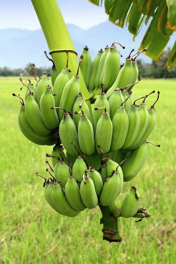 Green Bananas on Tree