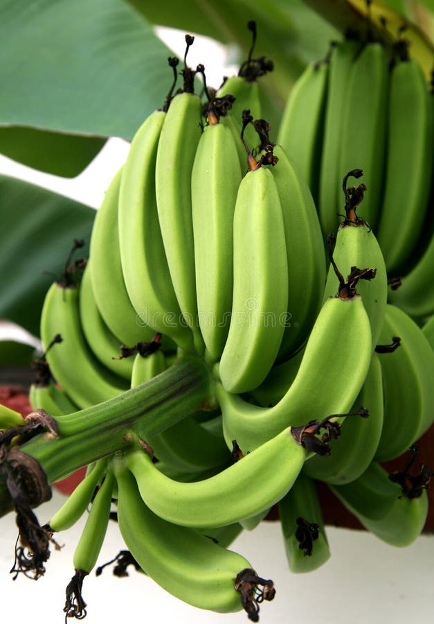 Green bananas vertical stock image. Image of food, bananas 1498401