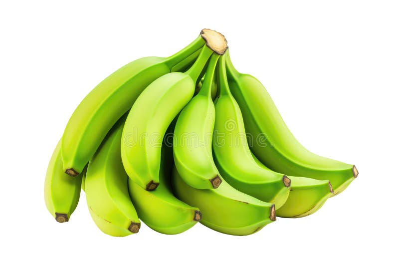 Green Bananas on White Background Stock Illustration Illustration of