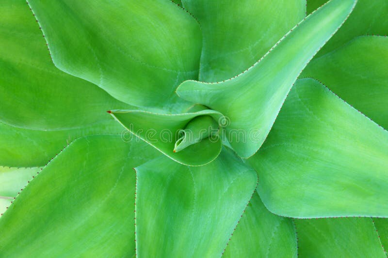 Green barbados plant