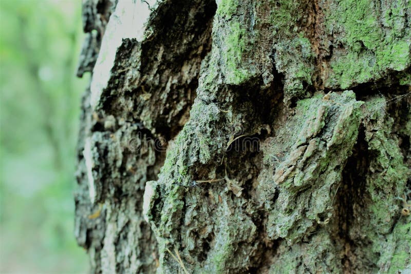 A green bark of the tree. stock photo. Image of crow 126359218