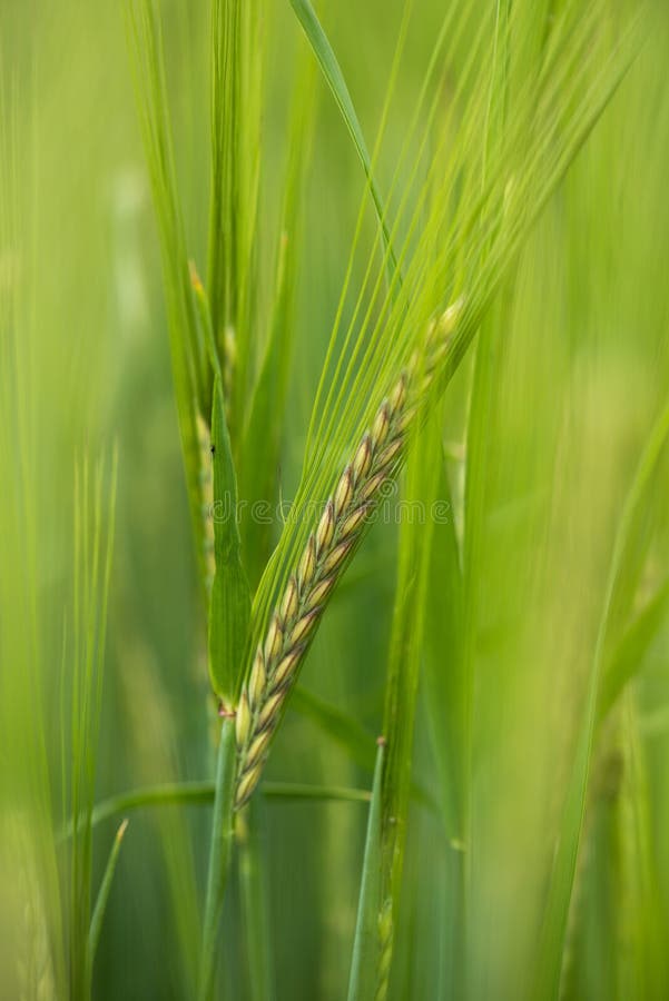 Closeup of barley ears in the springtime. Closeup of barley ears in the springtime