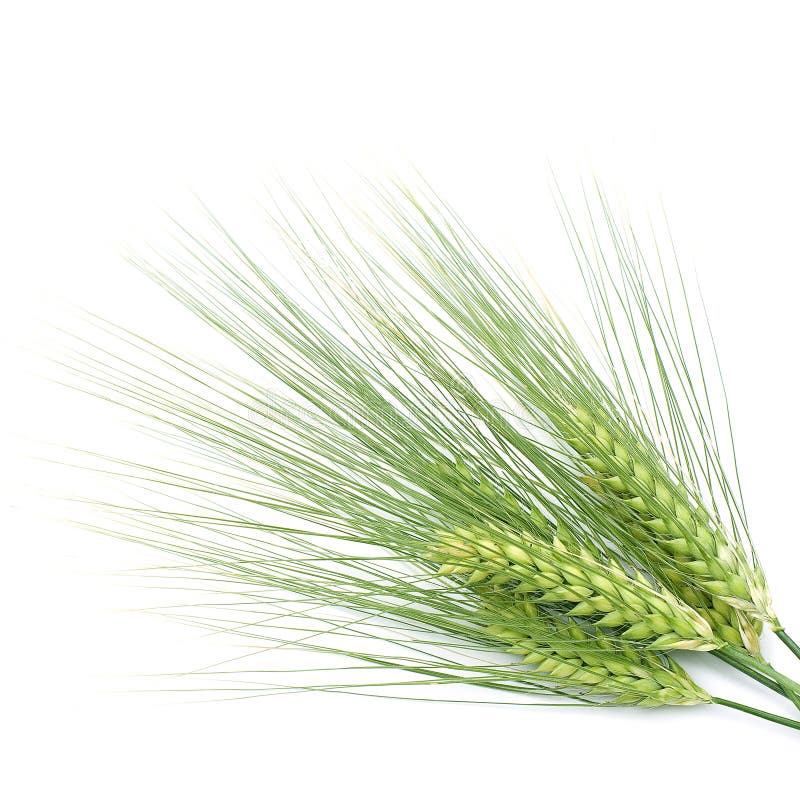 Green barley on white background