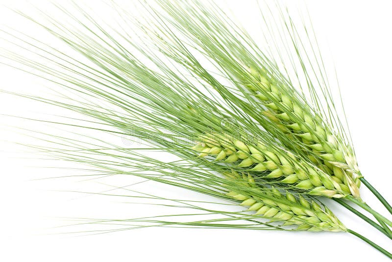 Green barley isolated on white background