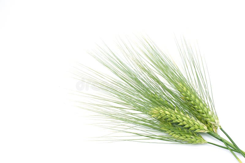 Green barley on white background