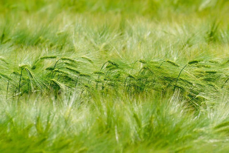 Field with fresh young green barley with line of ears and shallow depth of field. Field with fresh young green barley with line of ears and shallow depth of field