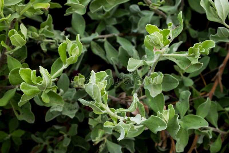 Green Barometer Bush Close Up Stock Photo Image of nature, bush
