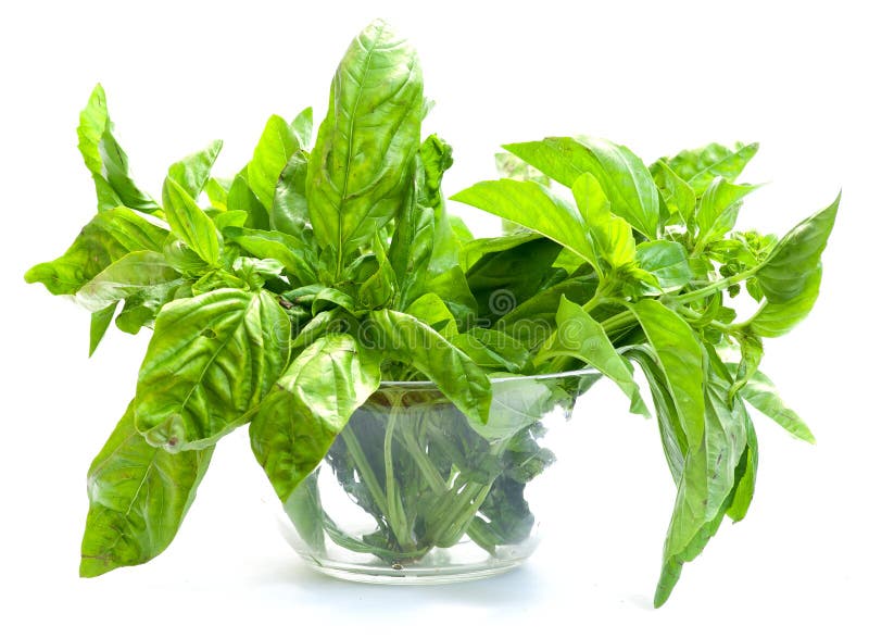Green basil in bowl stock photo. Image of bunch, organic 26112386