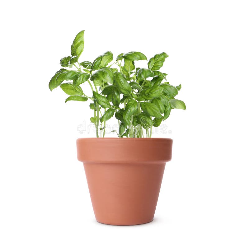 Green Basil in Clay Pot Isolated on White Stock Image Image of