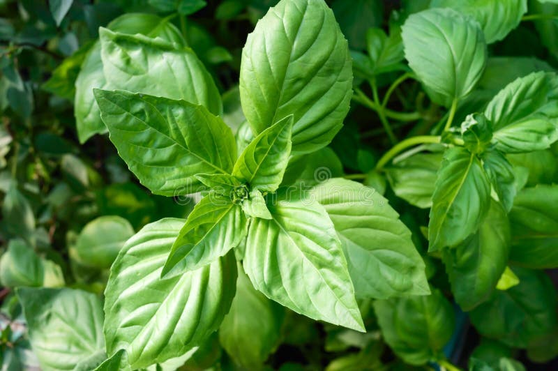 Green Basil Grows in the Garden. Stock Photo Image of land, grows