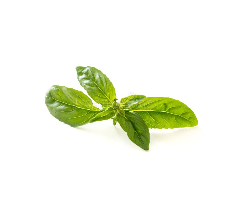 Green Basil Herb Leaves Isolated Stock Image Image of condiment