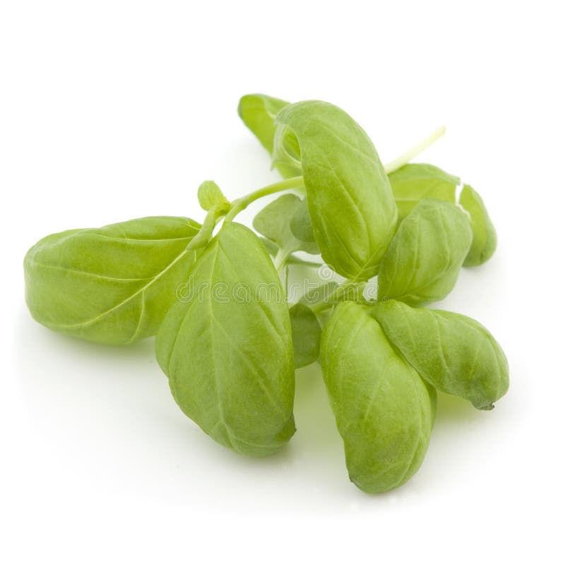 Green basil leafs stock photos Green basil leafs stock photos