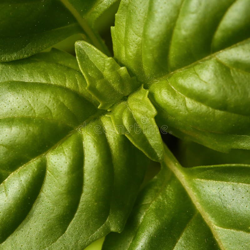 Green basil leaves macro stock image. Image of growing 55171481