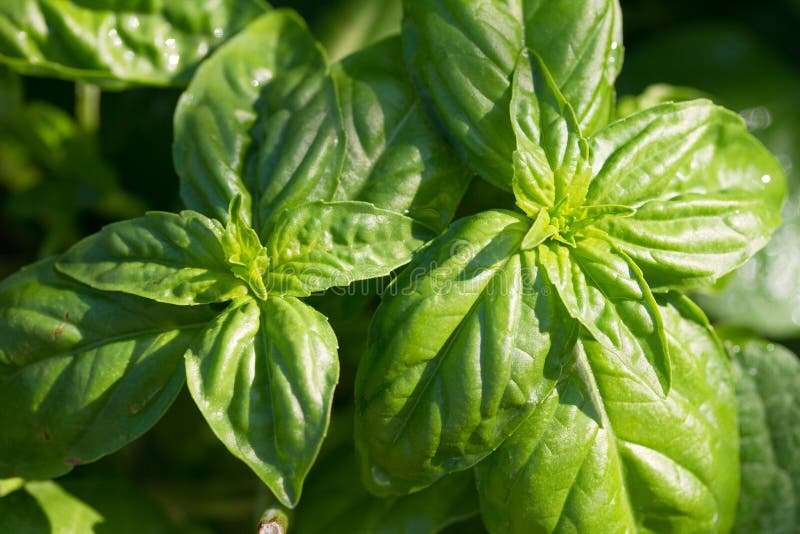 Green Basil Leaves. Basil Plant Growing in Garden. Stock Photo Image of crop, leaf 210057580