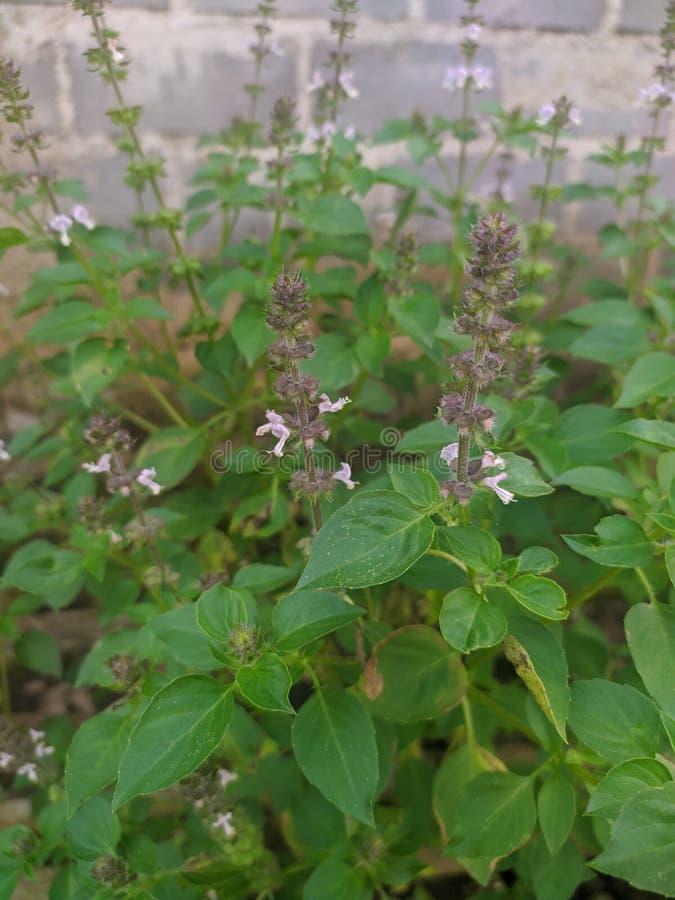 Green Basil Leaves are Ready To Be Picked for Fresh Vegetables Stock