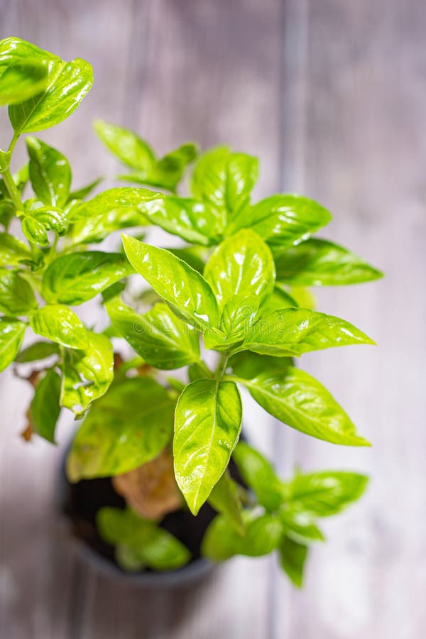 Green Basil Plant in Bloom Aromatic Green Leaves Plant Stock Image