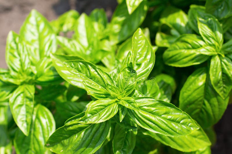 Green basil