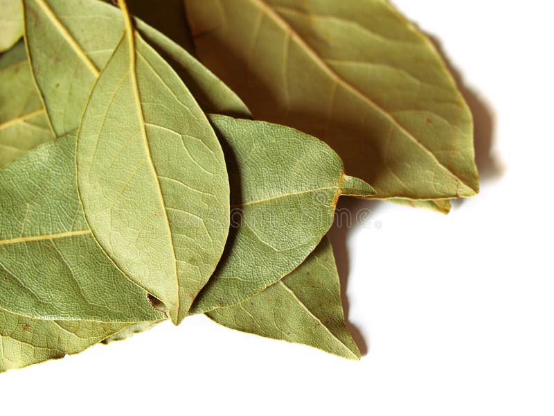 Green Bay Leaves On White Picture. Image 3024816