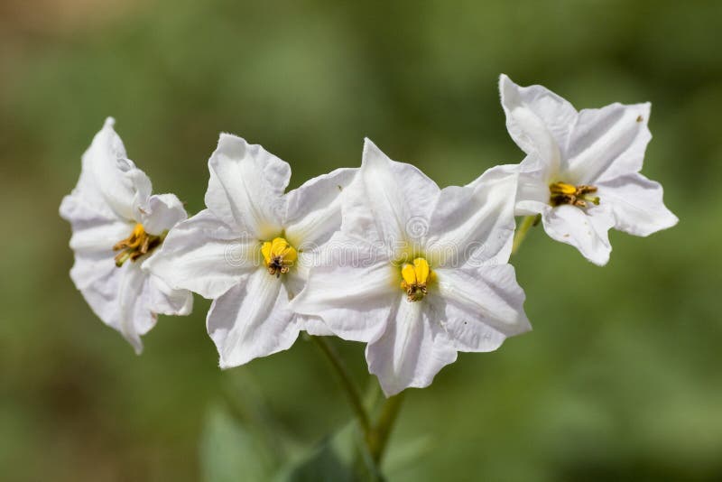 Green bean flower stock image. Image of culture, bean 12285533