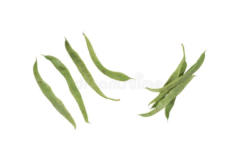 Green Bean Vegetable Isolated Stock Image Image of bootanical, vegan