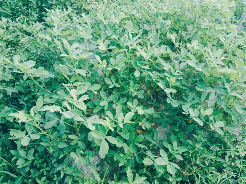 Green Bean Plant Research Pictures Stock Photo Image of research