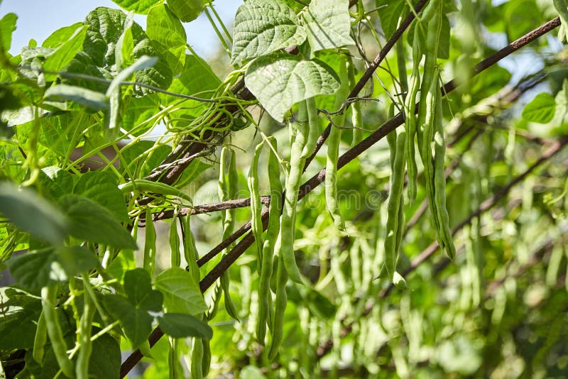 Green Bean Pods. Bean Plant Stock Photo - Image of background, summer ...