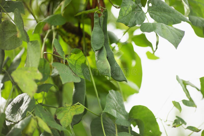 Green Bean Pods on a Plantation. Harvest of Beans Stock Photo Image