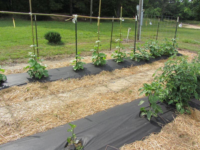 Green Bean and Tomato Plants in the Garden Stock Image Image of bean
