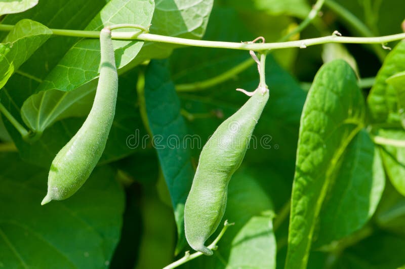 Cornfield Green Beans on Vines Stock Photo Image of leaf, beans 26452906