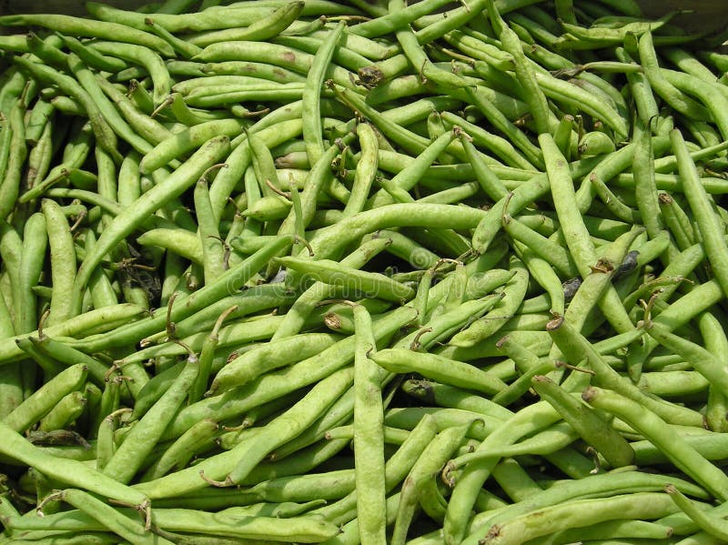 Green Beans stock photo. Image of vegetable, vegetarian 183640