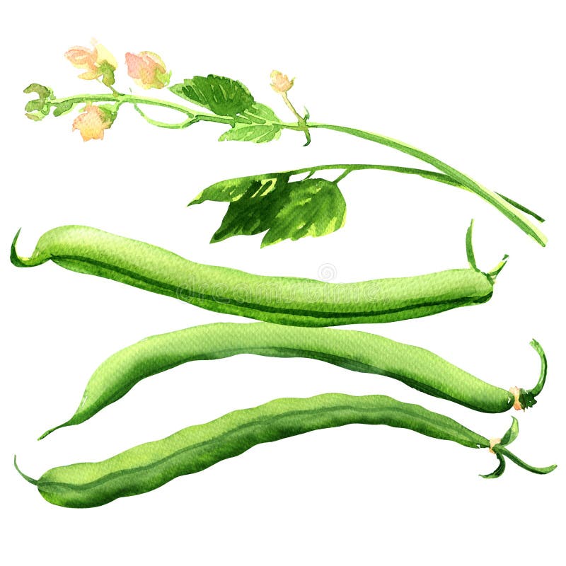 Green beans with leaves and flower, black-eyed beans, black eyed pea pods, cowpea, object isolated, hand drawn royalty free illustration Green beans with leaves and flower, black-eyed beans, black eyed pea pods, cowpea, object isolated, hand drawn royalty free illustration
