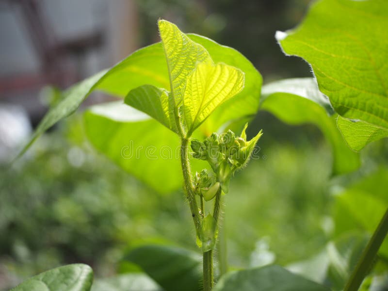 Green beans leaves stock image. Image of leaves, morning 125798973
