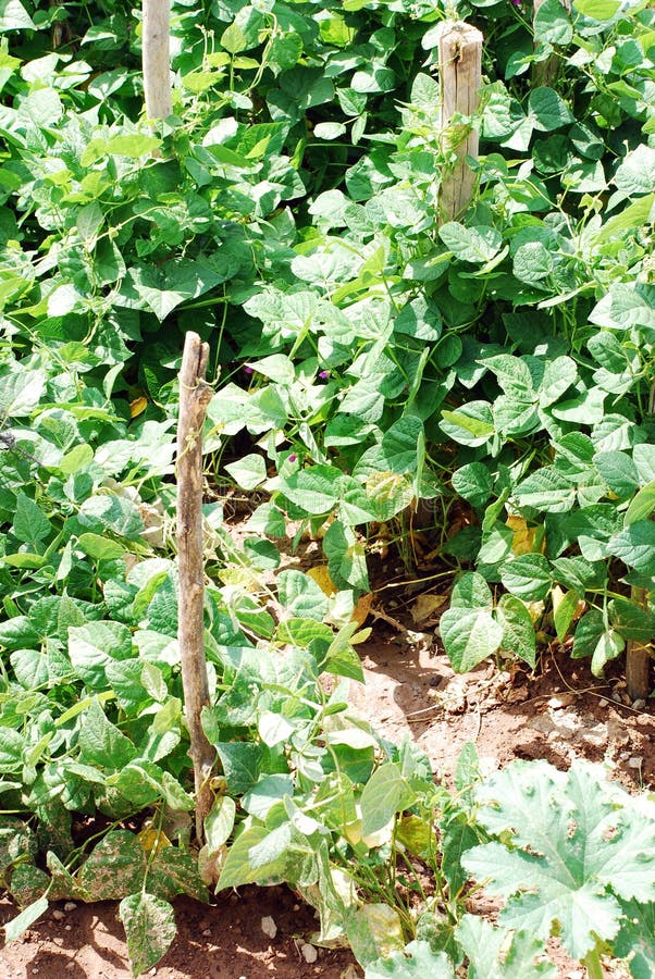 Peas plant in garden stock image. Image of garden, ground 50826431