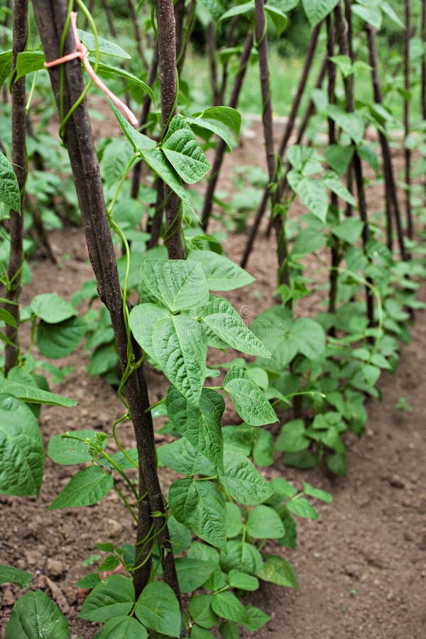 Green beans plants on soil stock image. Image of farm 27505061