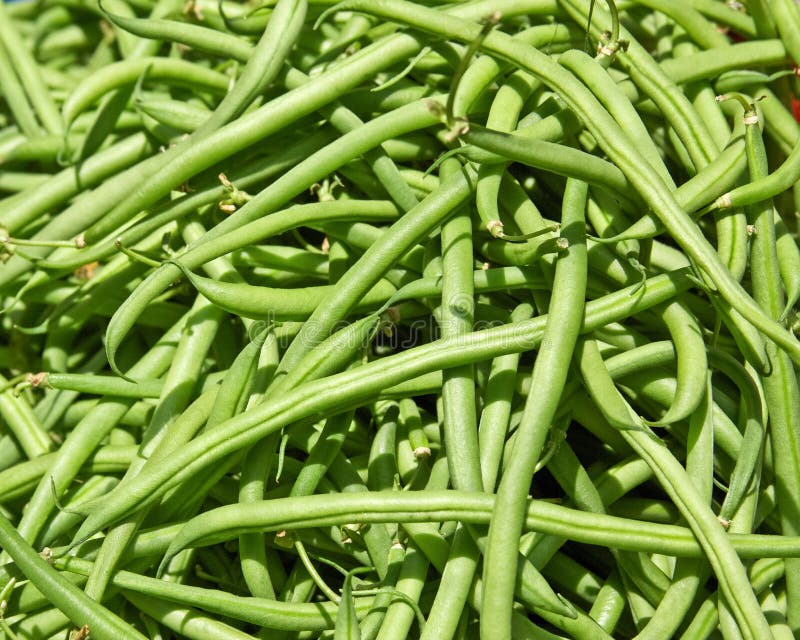 Green Beans for Sale stock photo. Image of fresh, bunch 26220186
