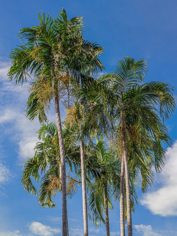 Green beautiful palm tree. stock image. Image of travel 98870505