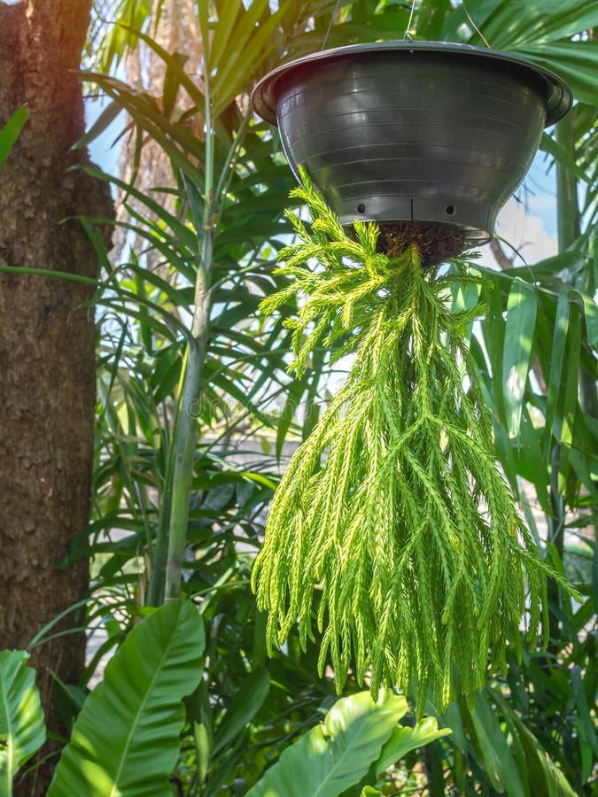 Spanish moss. Hanging plants with small plastic pot. upside down. Many  beautiful plant hanging from ceiling in the greenhouse garden Stock Photo -  Alamy