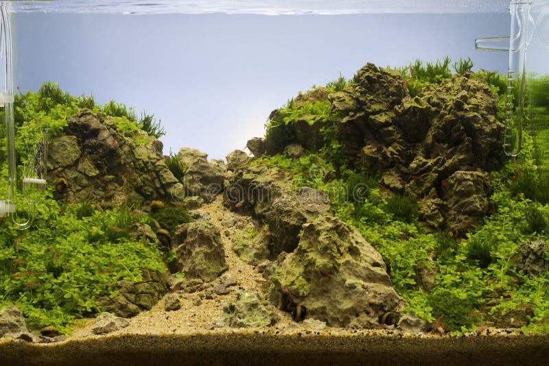 A green beautiful planted tropical freshwater aquarium stock photos