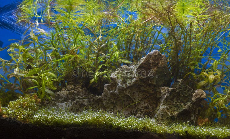 A green beautiful planted tropical freshwater aquarium stock photos