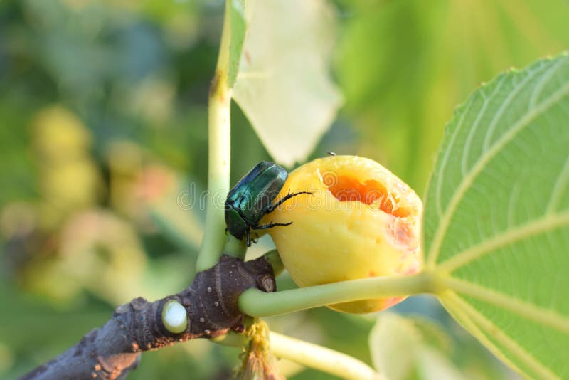 Green beetle feeding on fig fruit