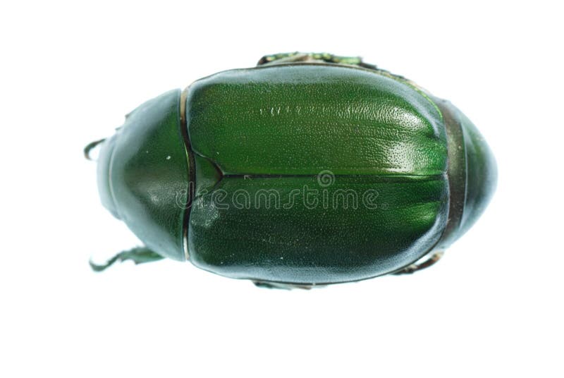 Green beetle insect royalty free stock photography