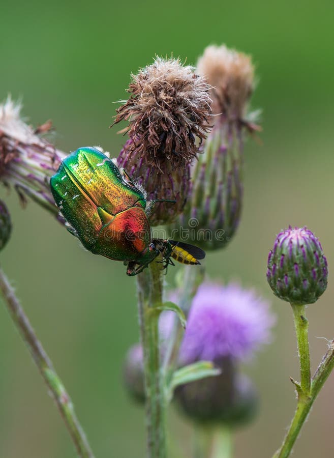 Green beetle insect rose chafer (cetonia aurata). stock image