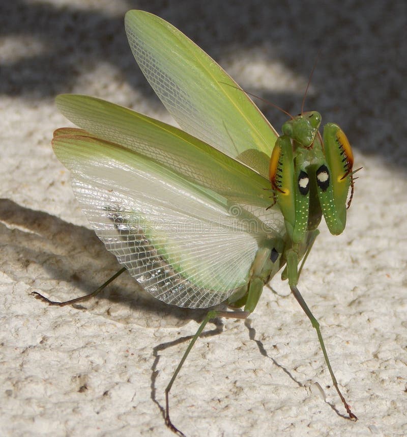 Green beetle stock image. Image of colors, beetle, nature 71722907