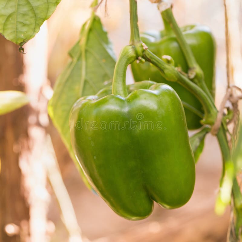Green Bell Pepper Growing on a Plant Stock Photo Image of closeup