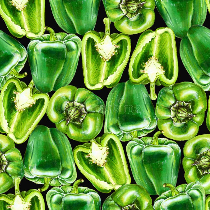 Green bell pepper. Hand-drawn healthy food.